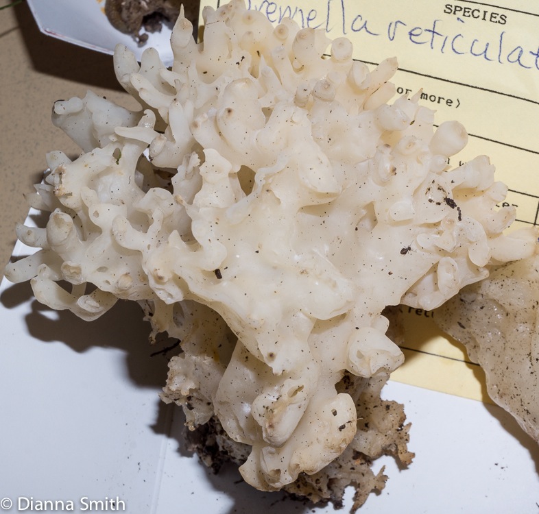 Tremella reticulata01593