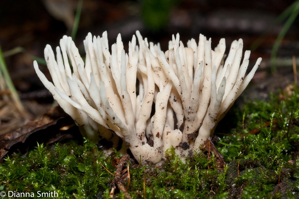 Tremellodendon schweinitzii (Tremellodendron pallidum)02332