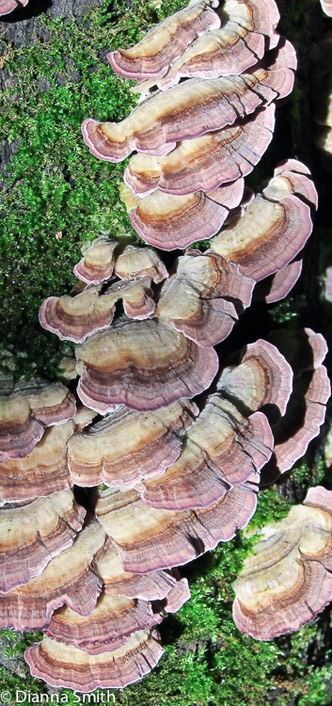 Trichaptum biformis_0313