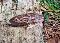 Trichaptum laricinum  0158