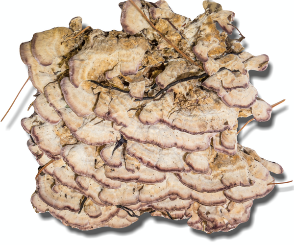 Trichaptum subchartaceum 3399