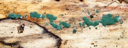 Trichoderma viride3272