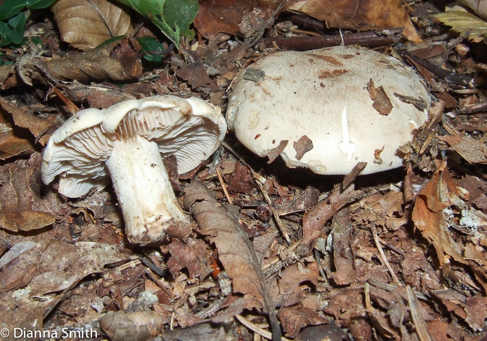 Tricholoma 09280038