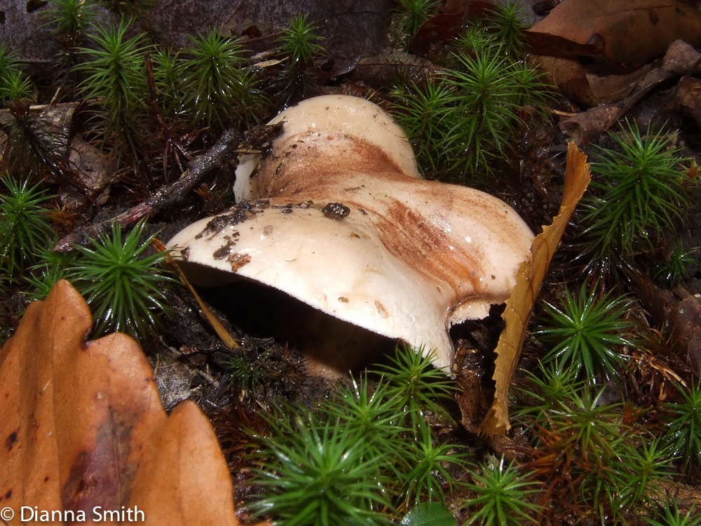 Tricholoma 66739