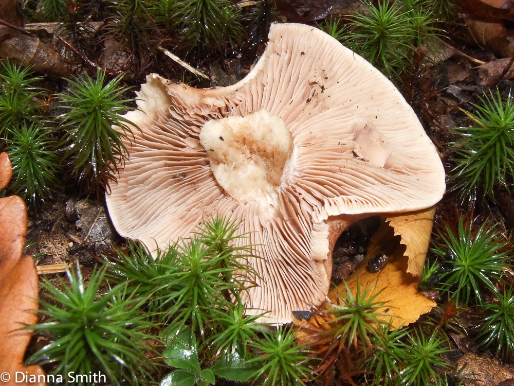 Tricholoma 66740