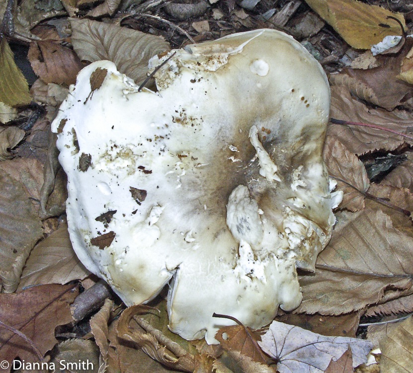 Tricholoma brown gray w cream gills4929