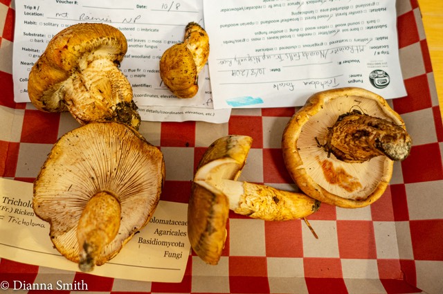 Tricholoma focale 2093