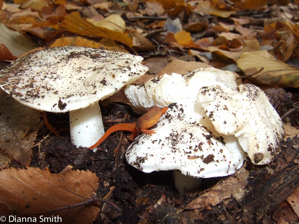Tricholoma subreplendens & salamander1090064
