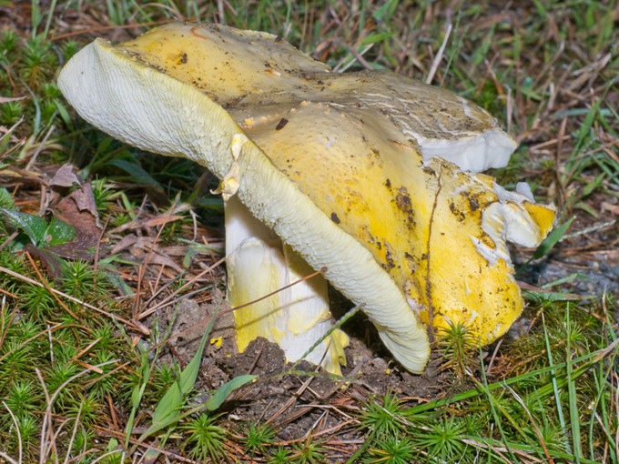 Tricholoma equestre (flavovirens)?1020474