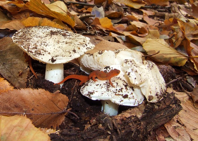 Tricholoma respendens & salamander1090062