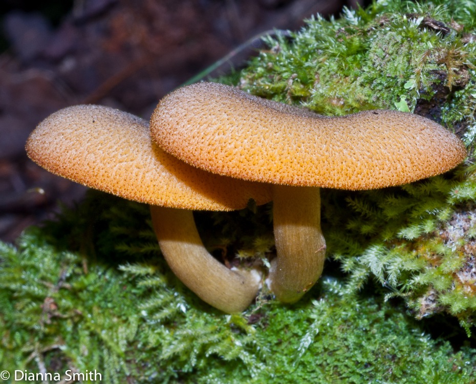 Tricholomopsis decora03330