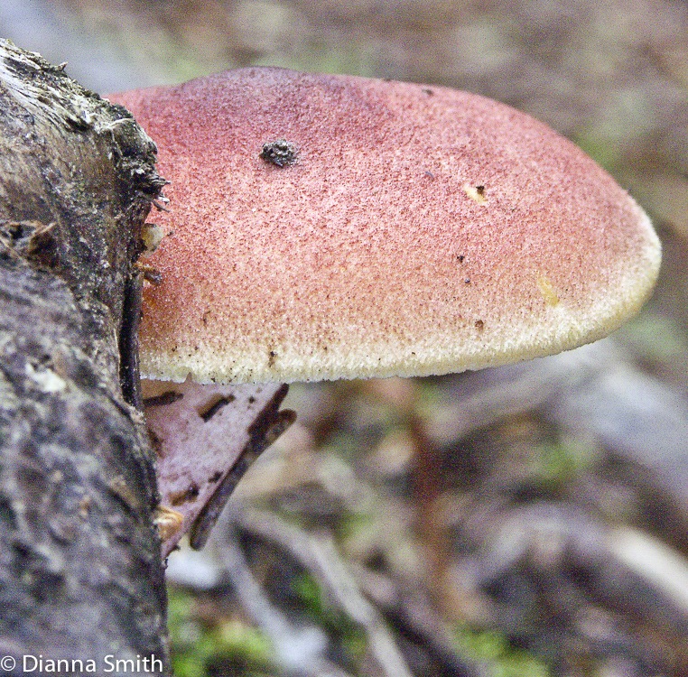 Tricholomopsis rutilans1304