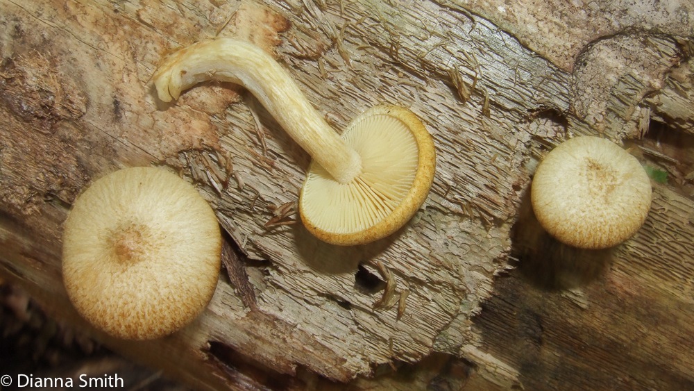 Tricholomopsis sulphureioides6391
