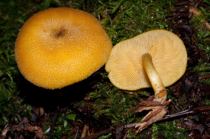 Tricholomopsis decora02706