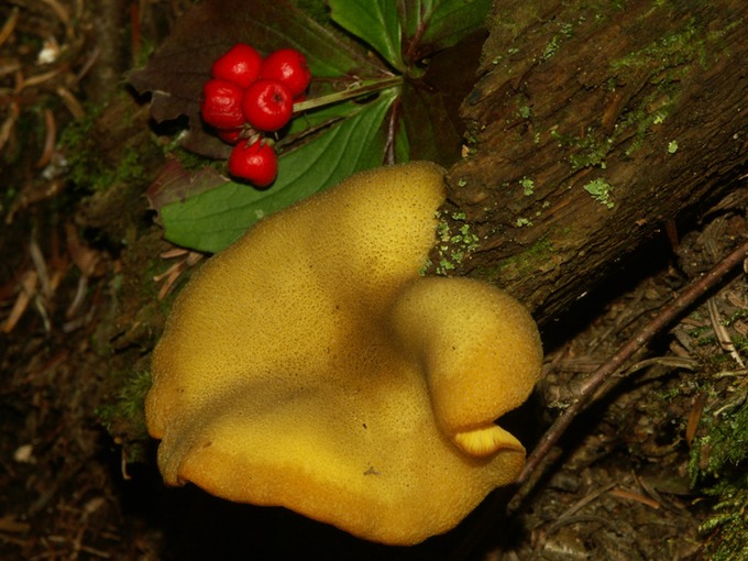 Tricholomopsis decora0336