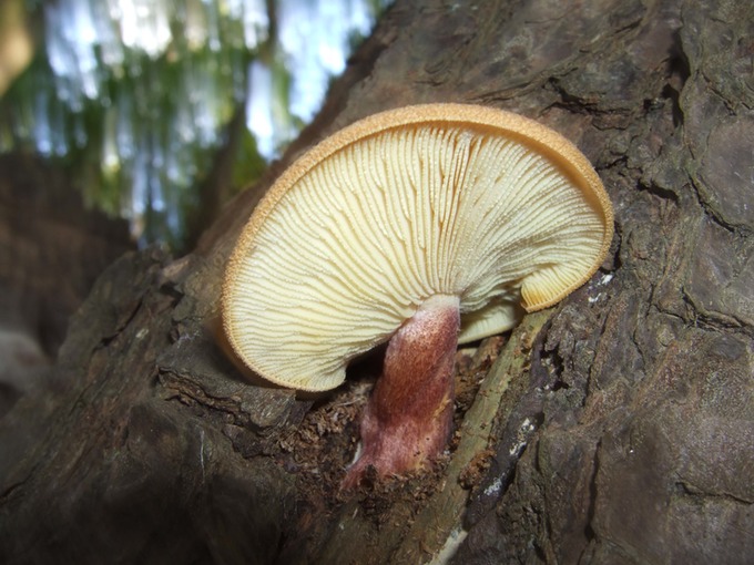 Tricholomopsis rutilans6399