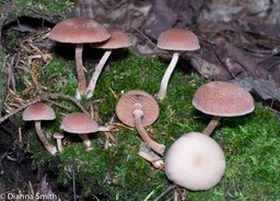 Tubaria confragosa1010399