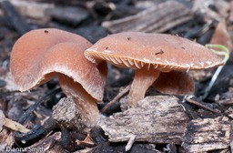 Tubaria furfuracea1020626