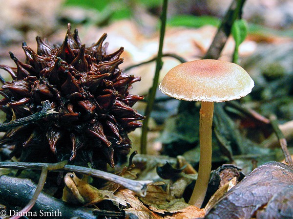 Tubaria furfuracea3511