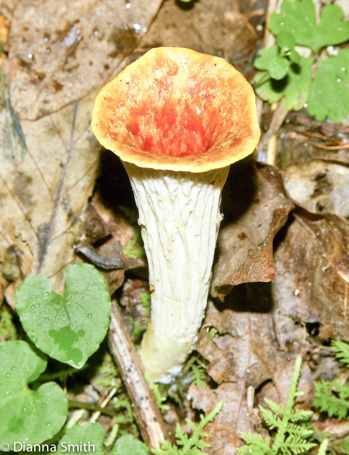 Turbinellus floccosus, Gomphus floccosus1020526