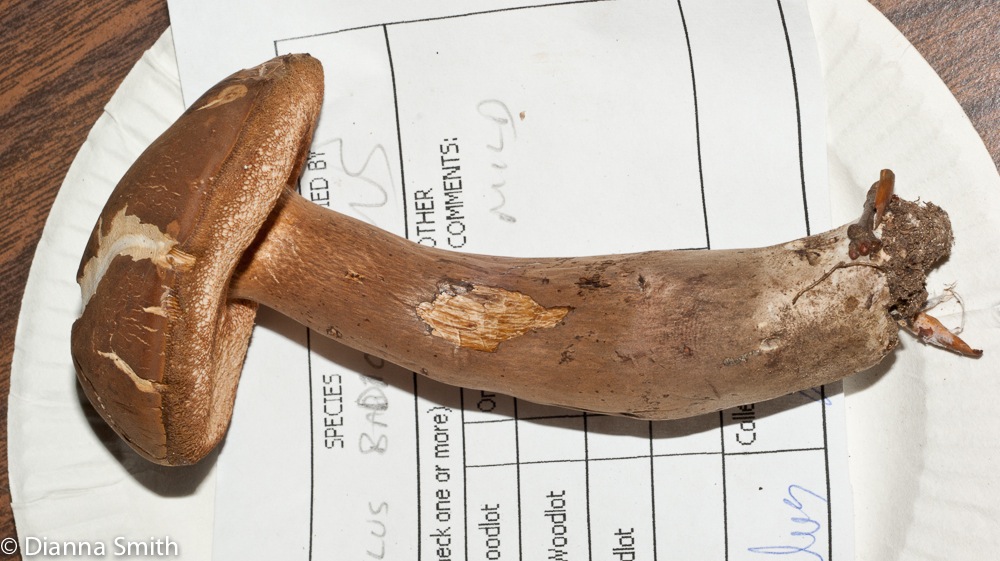 Tylopilus badiceps02810
