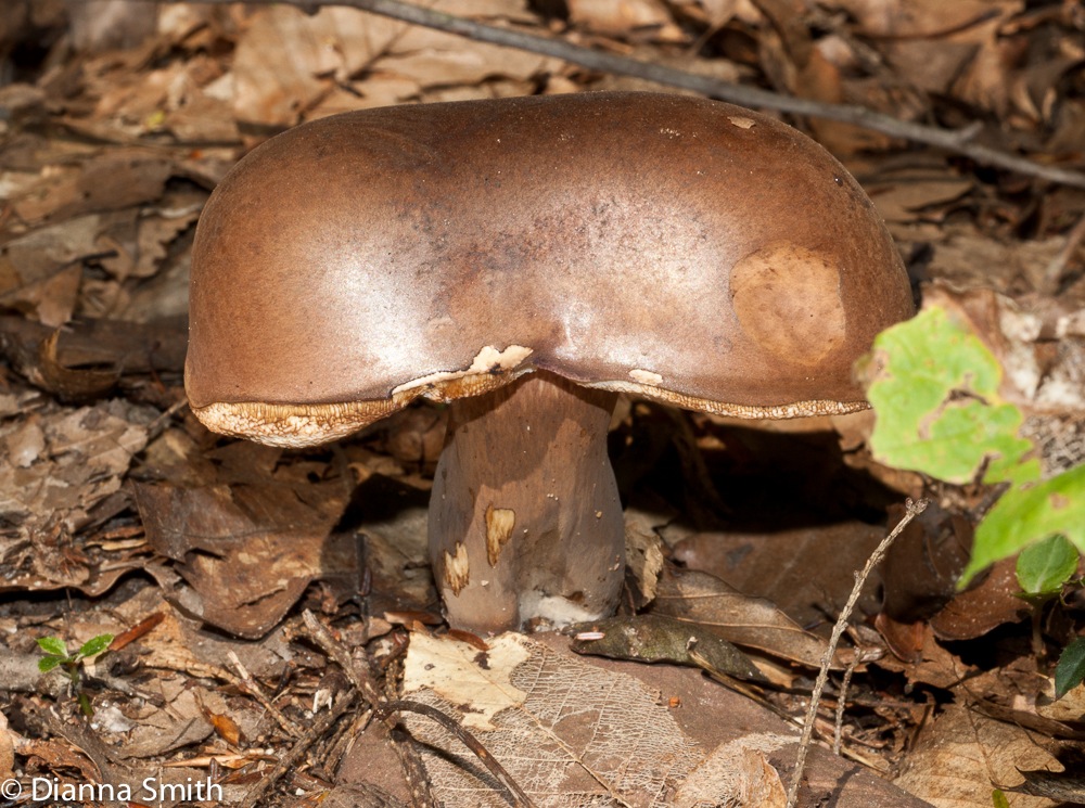 Tylopilus badiceps02842