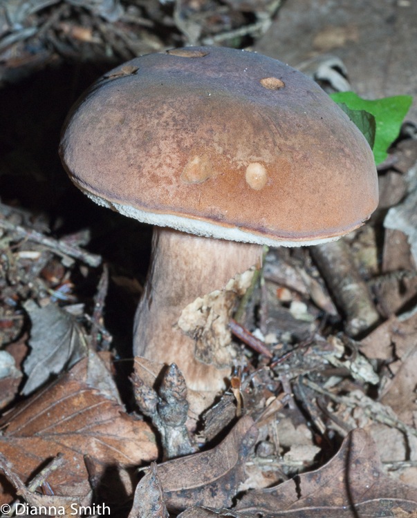 Tylopilus badiceps02885