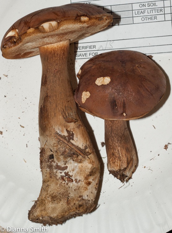 Tylopilus badiceps03291