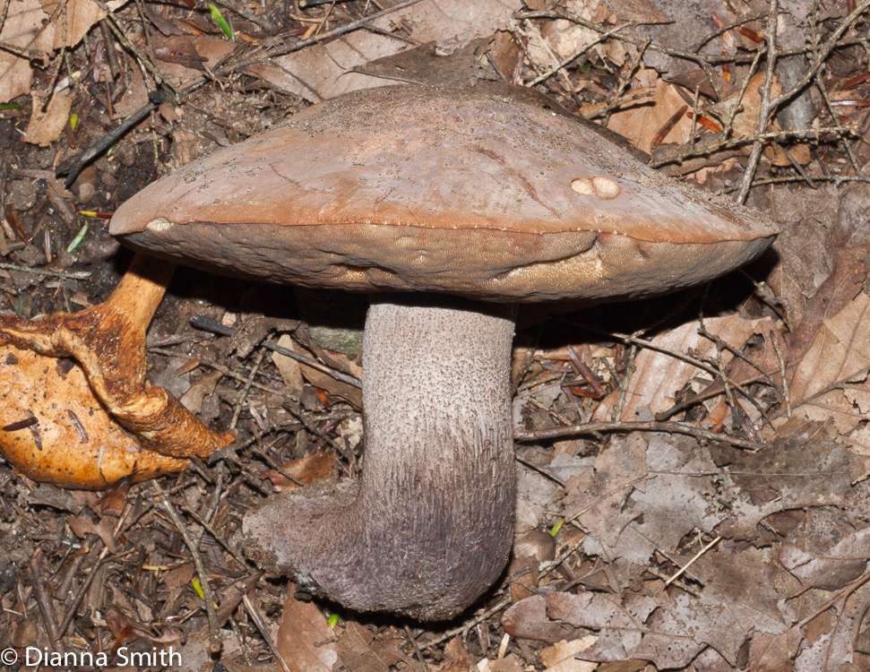 Sutorius eximius (Tylopilus eximius)02890