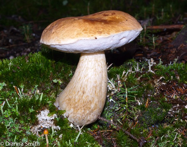 Tylopilus felleus02193