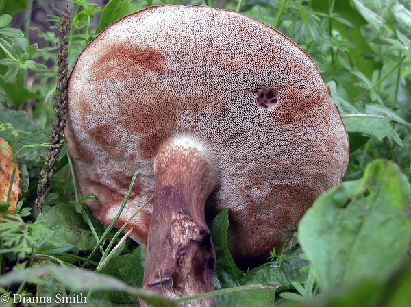 Tylopilus ferruginosus 6363