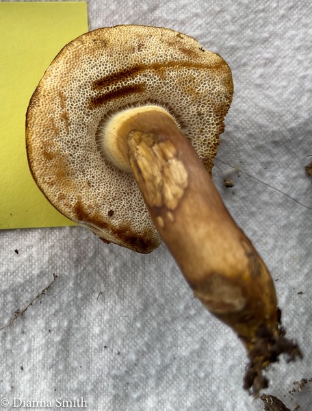 Tylopilus minor 3696