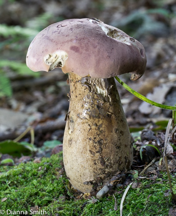 Tylopilus plumbeoviolaceus1010910