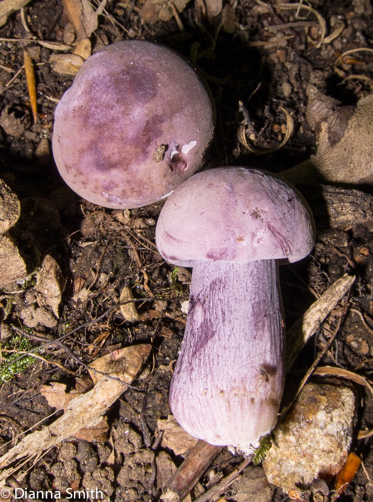 Tylopilus plumbeoviolaceus 1496