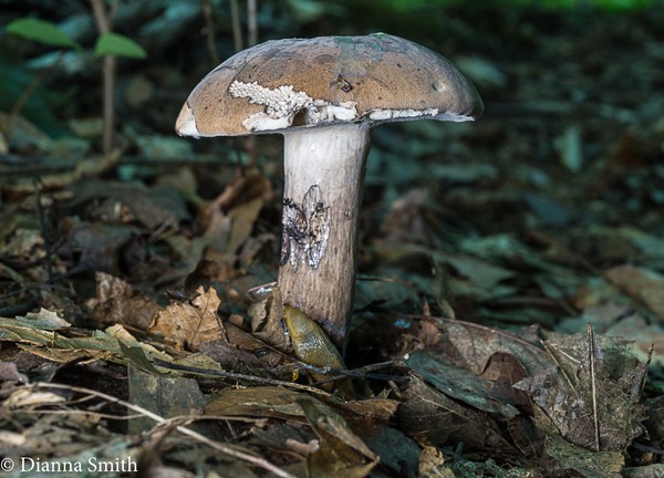 Tylopilus variobrunneus  01153