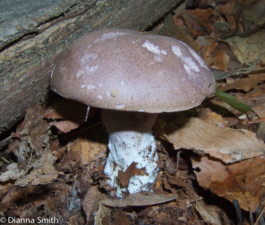 Tylopilus violatinctus mb9616