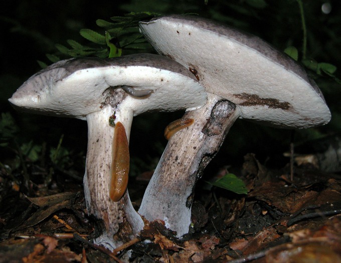 Tylopilus alboater5615