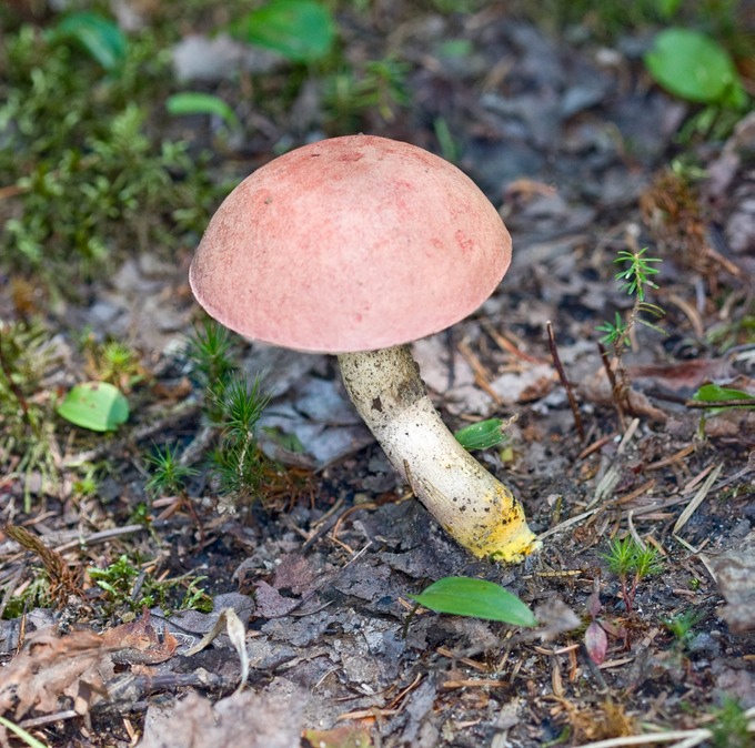 Tylopilus chromapes3465