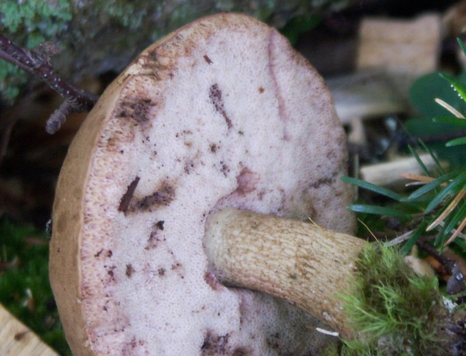 Tylopilus felleus6127