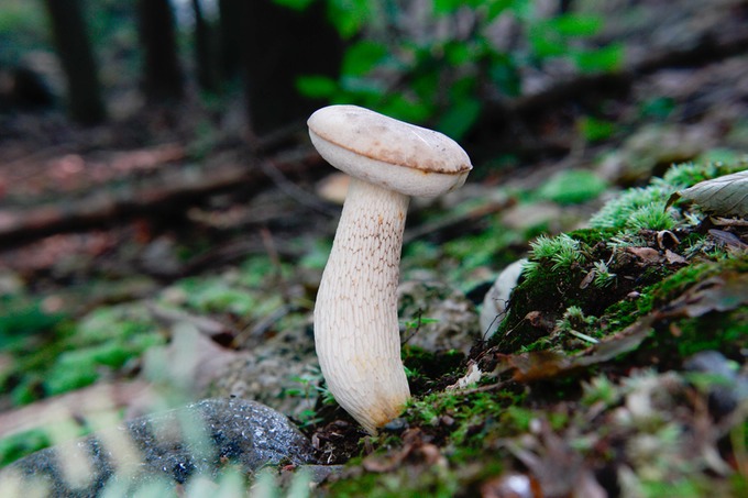 Tylopilus felleus8337