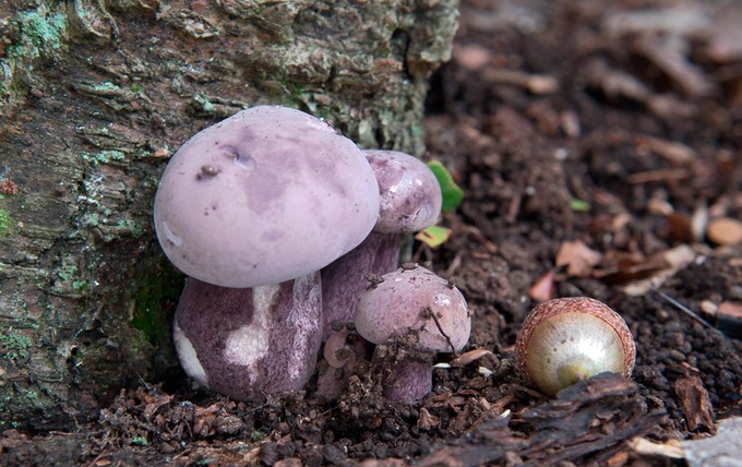Tylopilus plumbeoviolaceus8143
