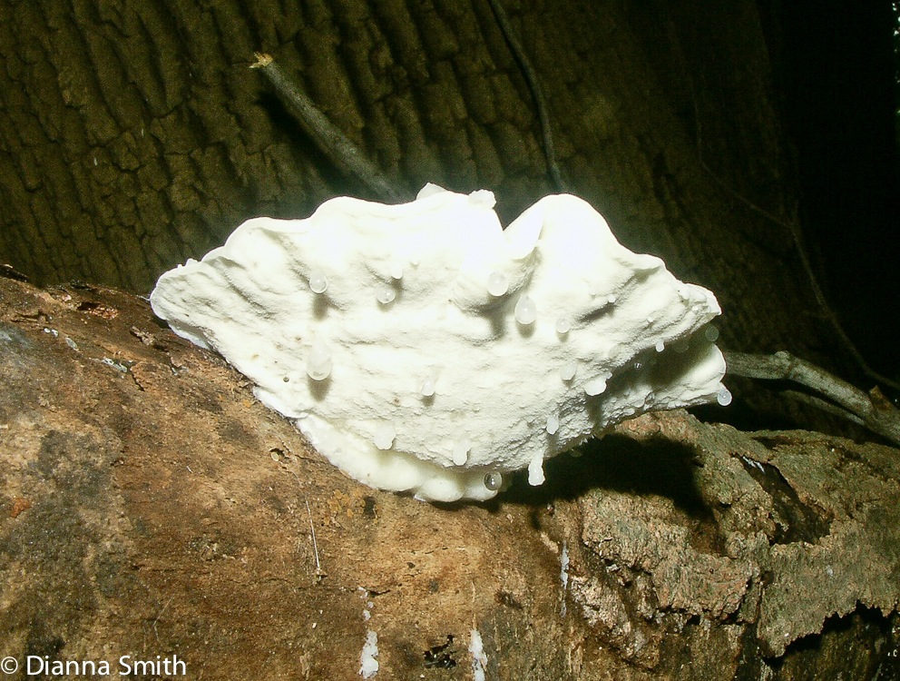 Tyromyces chioneus3277-2