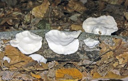 Tyromyces chioneus3777