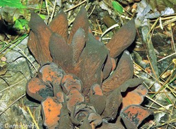 Wynnea americana0515