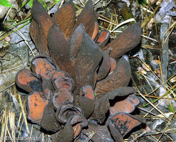 Wynnea americana0516