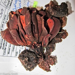 Wynnea americana_2091