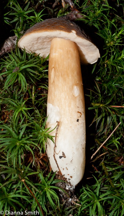 Xanthoconium affine var. maculosus01900