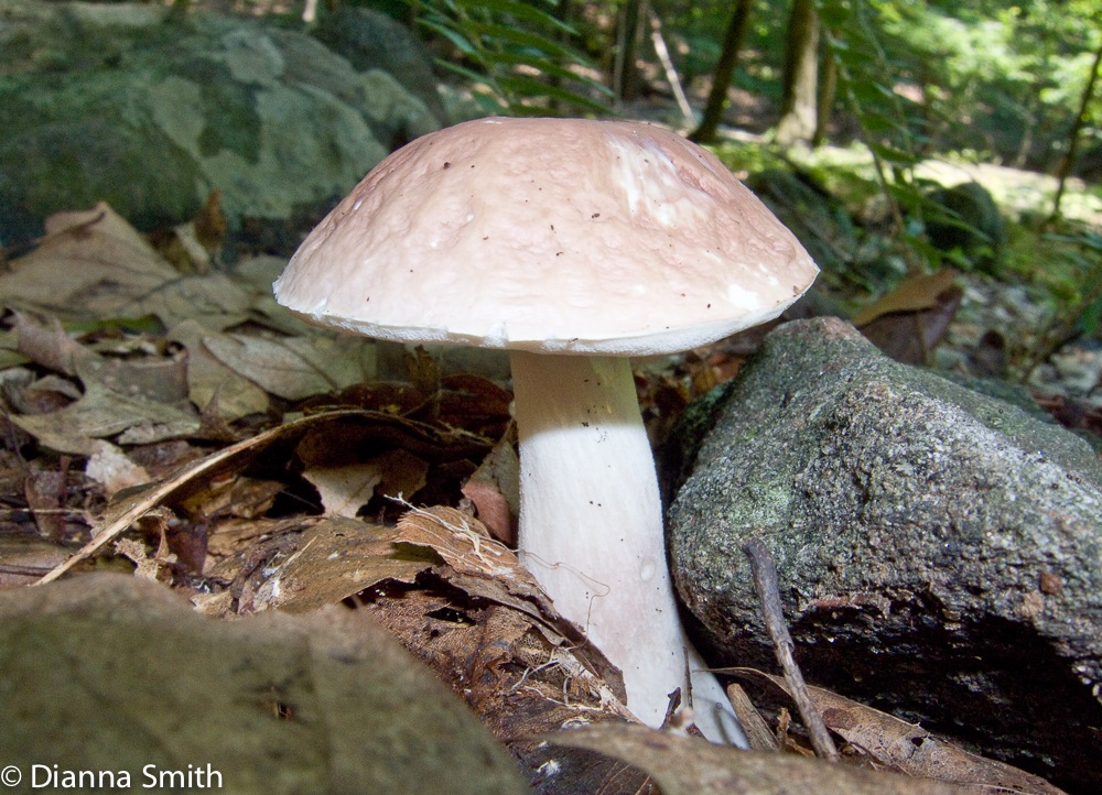 Xanthoconium separans 3000