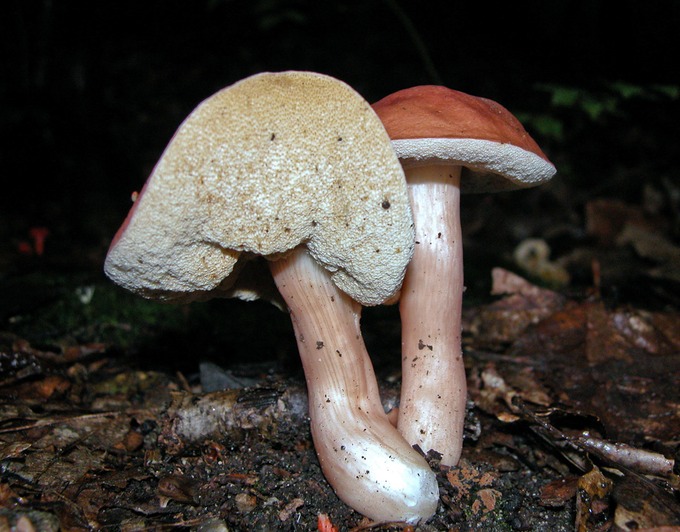 Xanthoconium purpureum5613