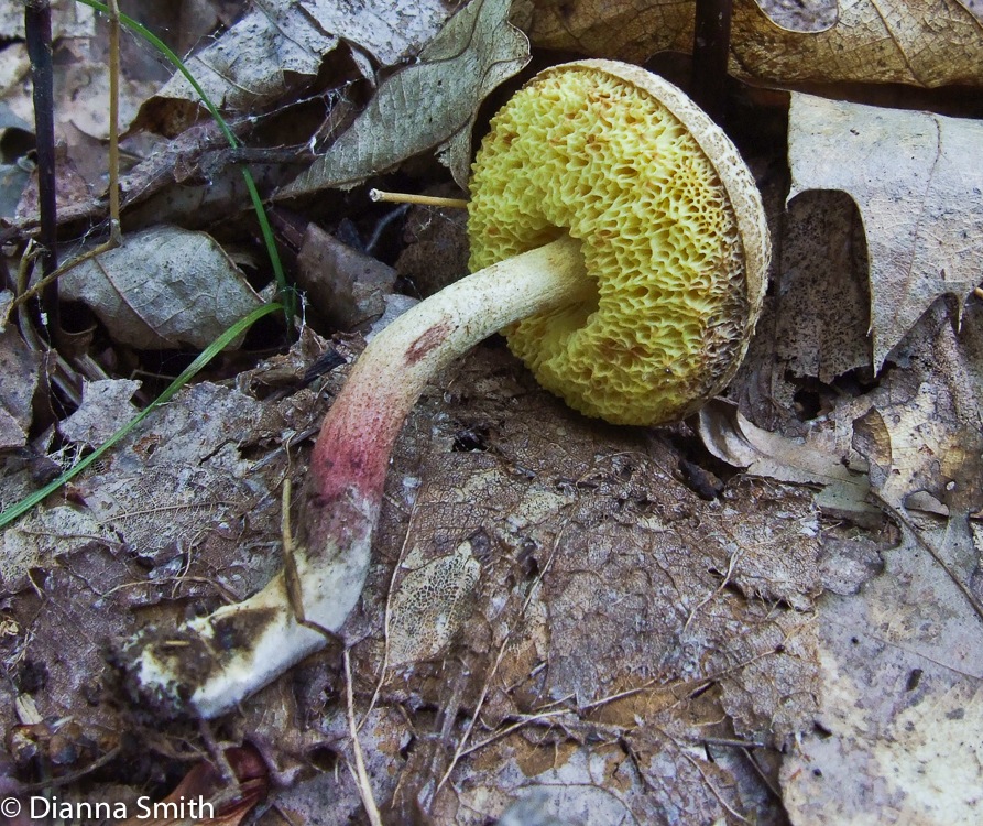 Xerocamus subtomentosus